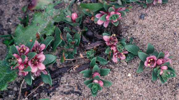 Image of black saltwort