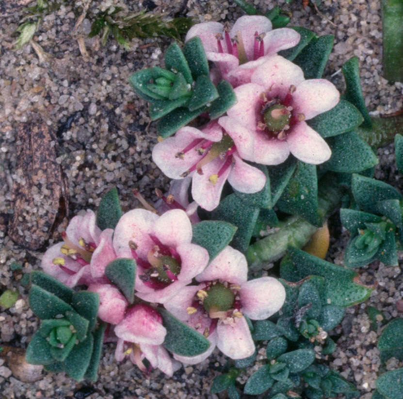 Image of black saltwort