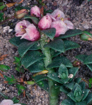 Image of black saltwort