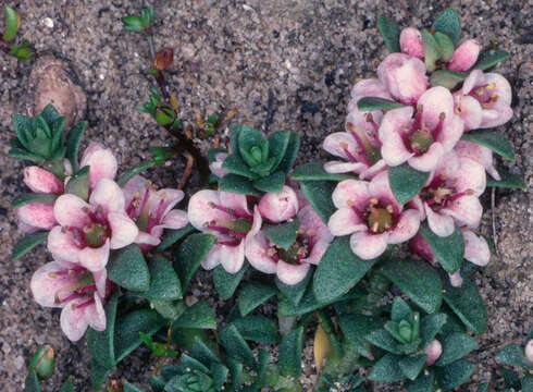 Image of black saltwort