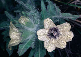 Image of black henbane