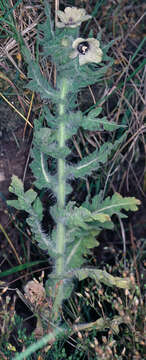 Image of black henbane