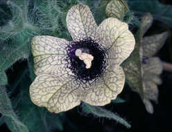 Image of black henbane