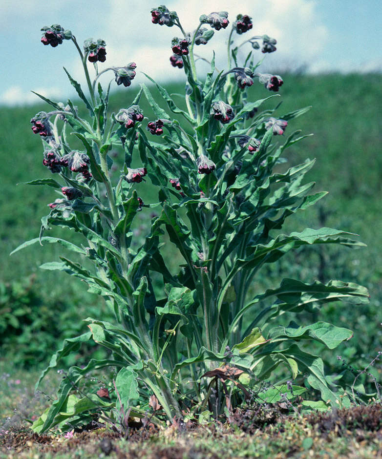 Image of gypsyflower