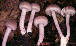 Image of Inocybe griseolilacina J. E. Lange 1917