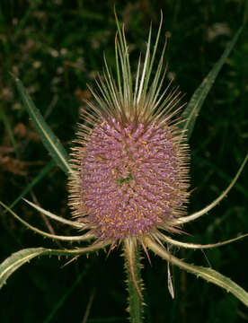 Image of Fuller's teasel