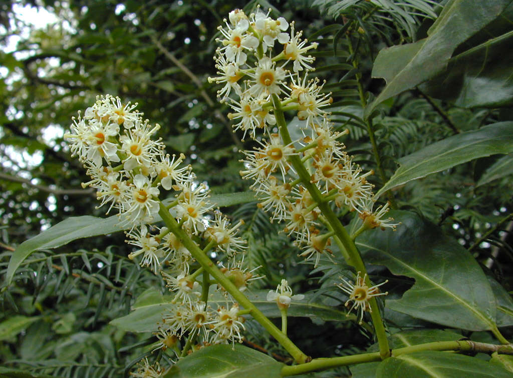 Image of Cherry-laurel