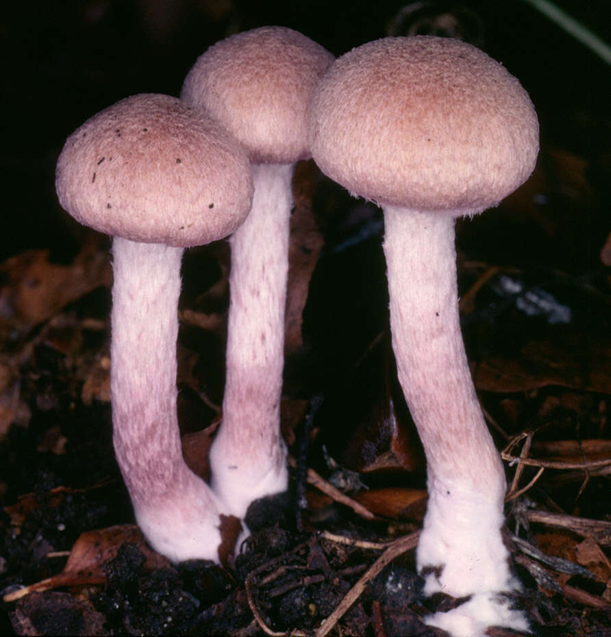 Image of Inocybe griseolilacina J. E. Lange 1917