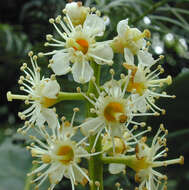 Image of Cherry-laurel