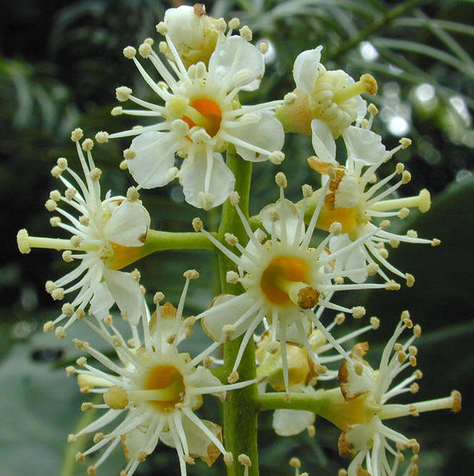 Image of Cherry-laurel