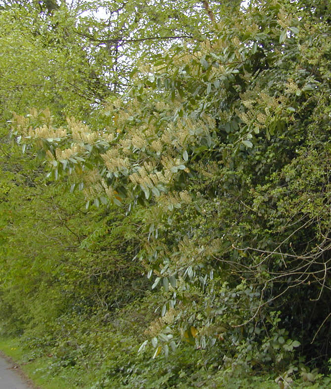 Image of Cherry-laurel