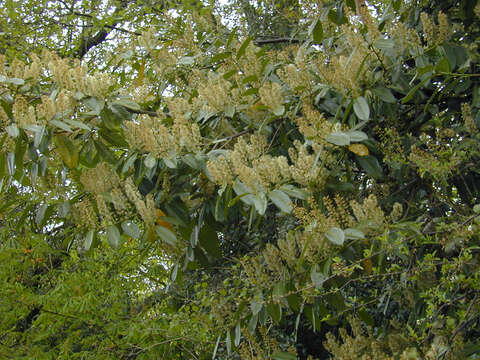 Image of Cherry-laurel