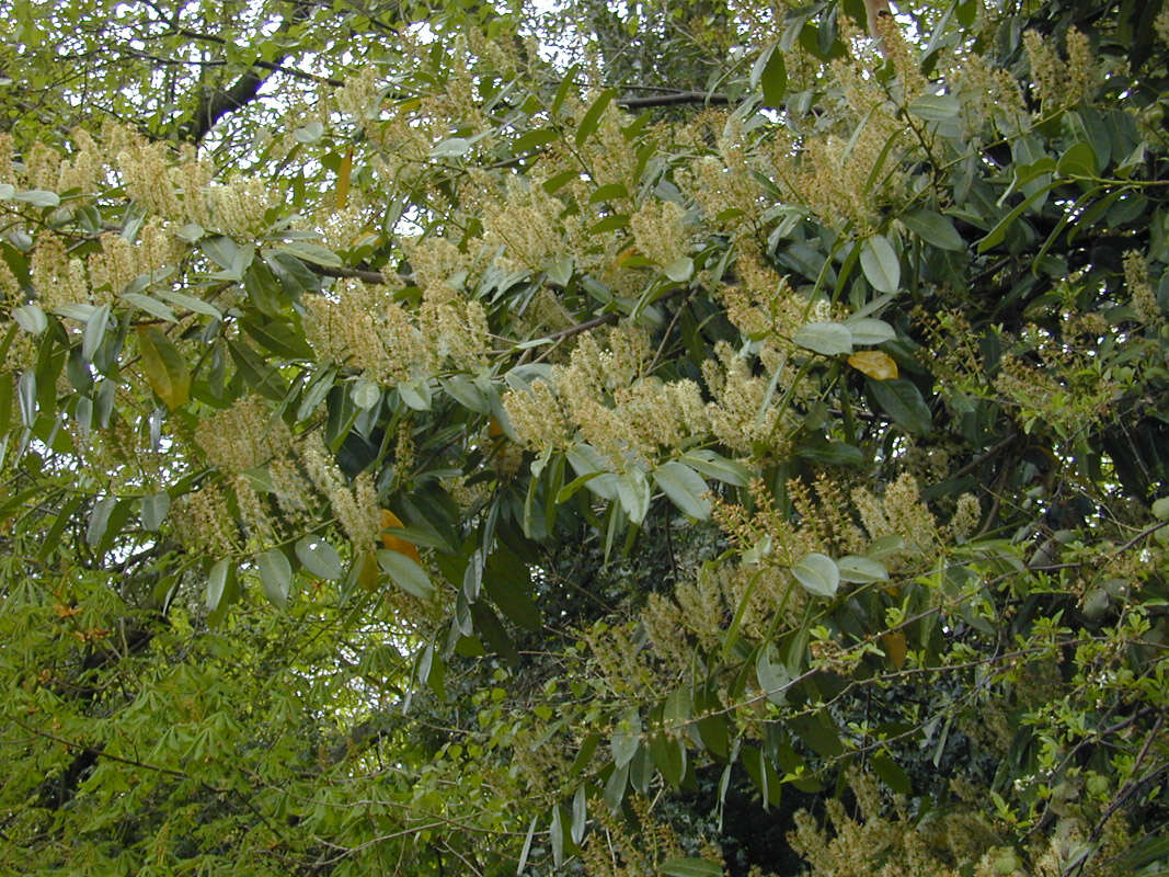 Image of Cherry-laurel