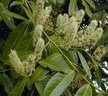 Image of Cherry-laurel