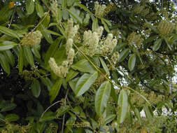 Image of Cherry-laurel