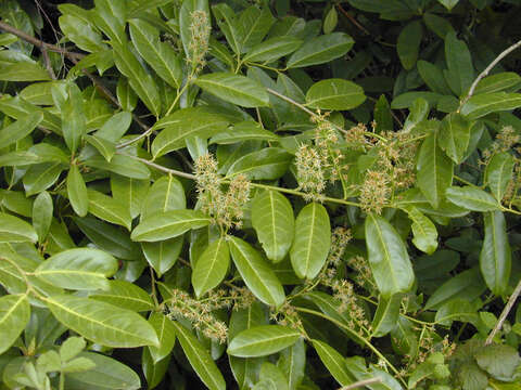 Image of Cherry-laurel