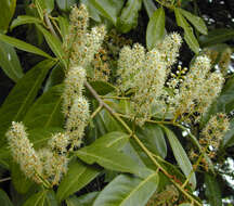 Image of Cherry-laurel