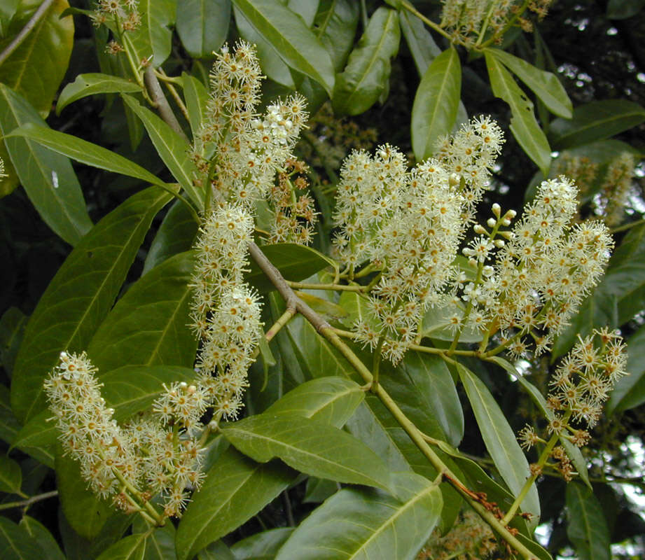 Image of Cherry-laurel