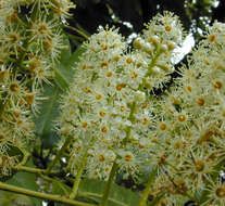 Image of Cherry-laurel