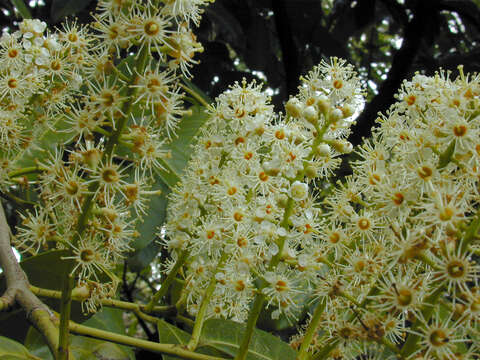 Image of Cherry-laurel