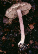 Image of Inocybe griseolilacina J. E. Lange 1917