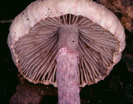 Image of Inocybe griseolilacina J. E. Lange 1917