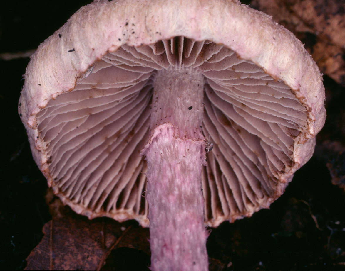 Image of Inocybe griseolilacina J. E. Lange 1917