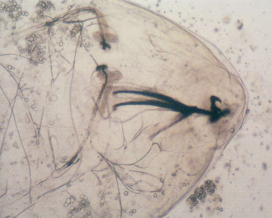 Image of Aulagromyza cornigera Griffiths 1973