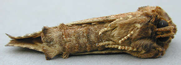 Image of Coxcomb Prominent