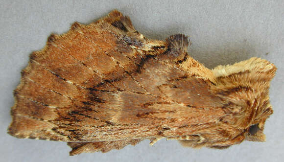 Image of Coxcomb Prominent