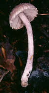 Image of Inocybe griseolilacina J. E. Lange 1917