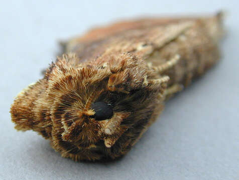 Image of Coxcomb Prominent