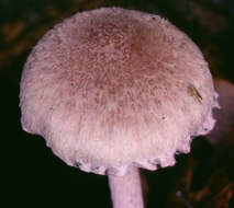 Image of Inocybe griseolilacina J. E. Lange 1917