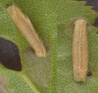 Image of alder bud moth