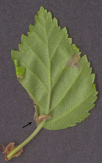 Image of alder bud moth