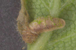 Image of alder bud moth