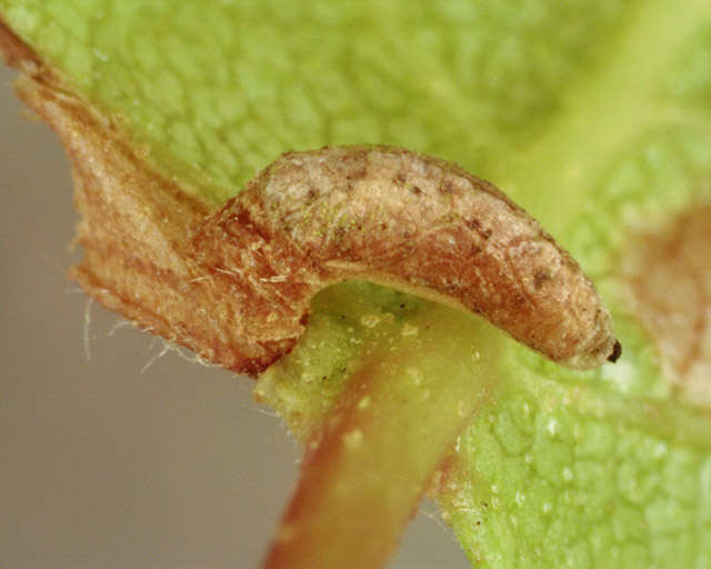 Image of alder bud moth