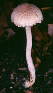 Image of Inocybe griseolilacina J. E. Lange 1917