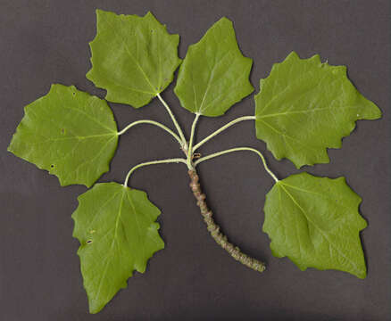 Image of <i>Populus</i> alba × Populus <i>tremula</i>