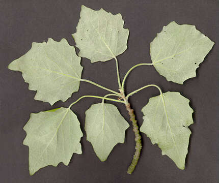 Image of <i>Populus</i> alba × Populus <i>tremula</i>