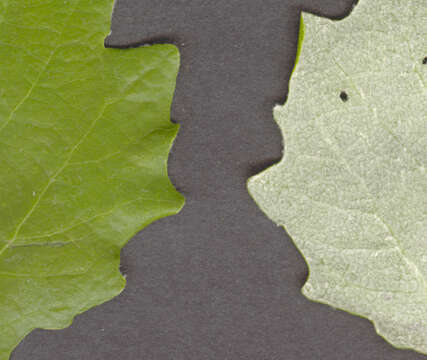 Image of <i>Populus</i> alba × Populus <i>tremula</i>