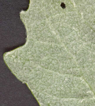 Image de <i>Populus</i> alba × Populus <i>tremula</i>