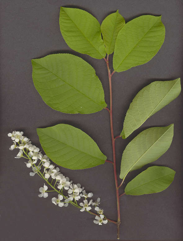 Image of Bird Cherry