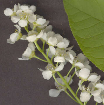 Image of Bird Cherry