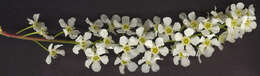 Image of Bird Cherry