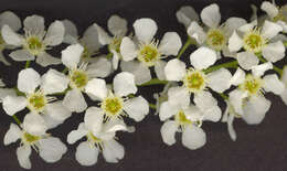 Image of Bird Cherry