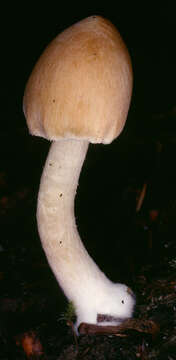 Image de Inocybe cookei Bres. 1892