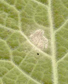 Image of Ramularia interstitialis (Berk. & Broome) Gunnerb. & Constant. 1991