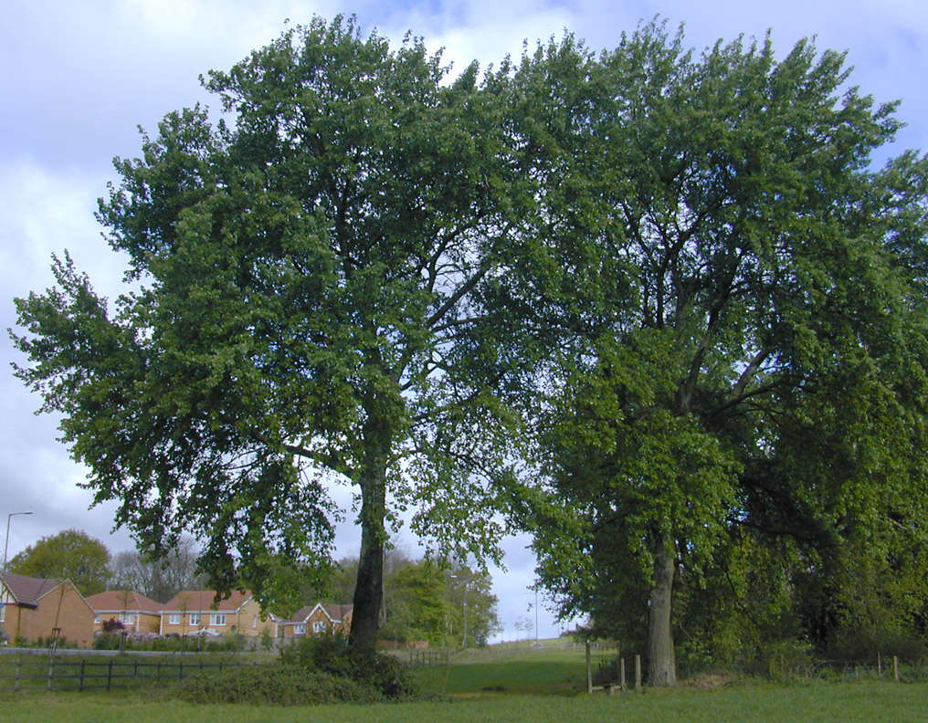 Image of <i>Populus</i> alba × Populus <i>tremula</i>