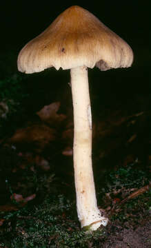 Image de Inocybe cookei Bres. 1892